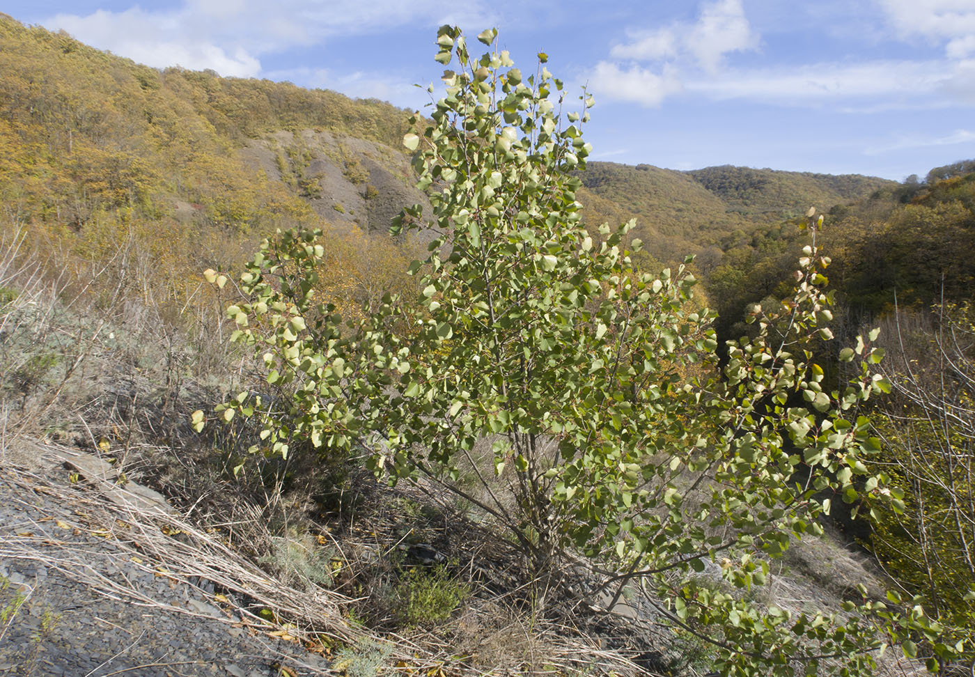 Image of Populus tremula specimen.