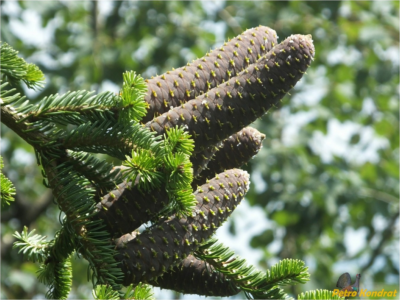 Image of Abies alba specimen.