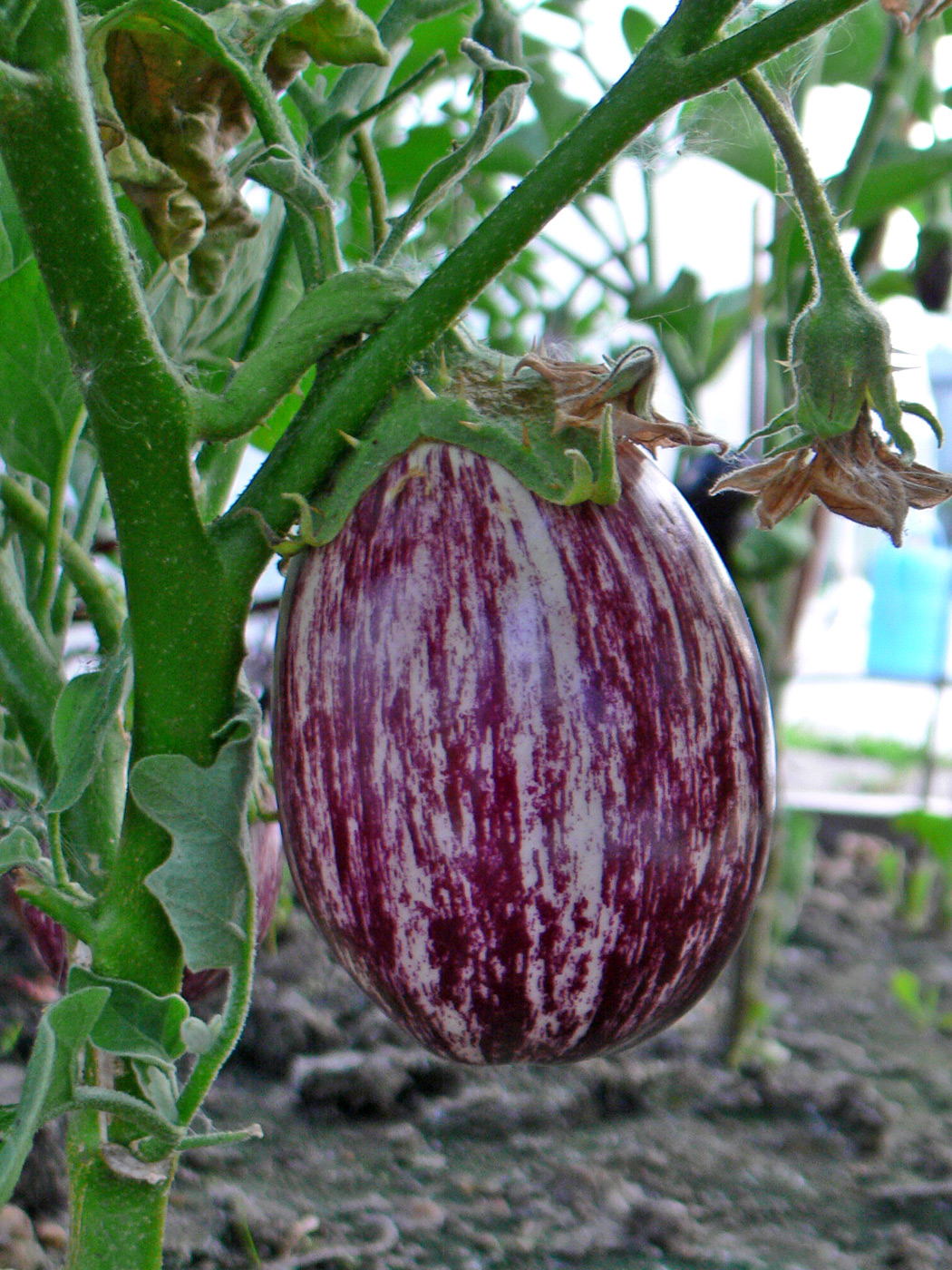 Image of Solanum melongena specimen.