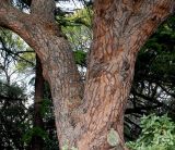 Pinus pinea