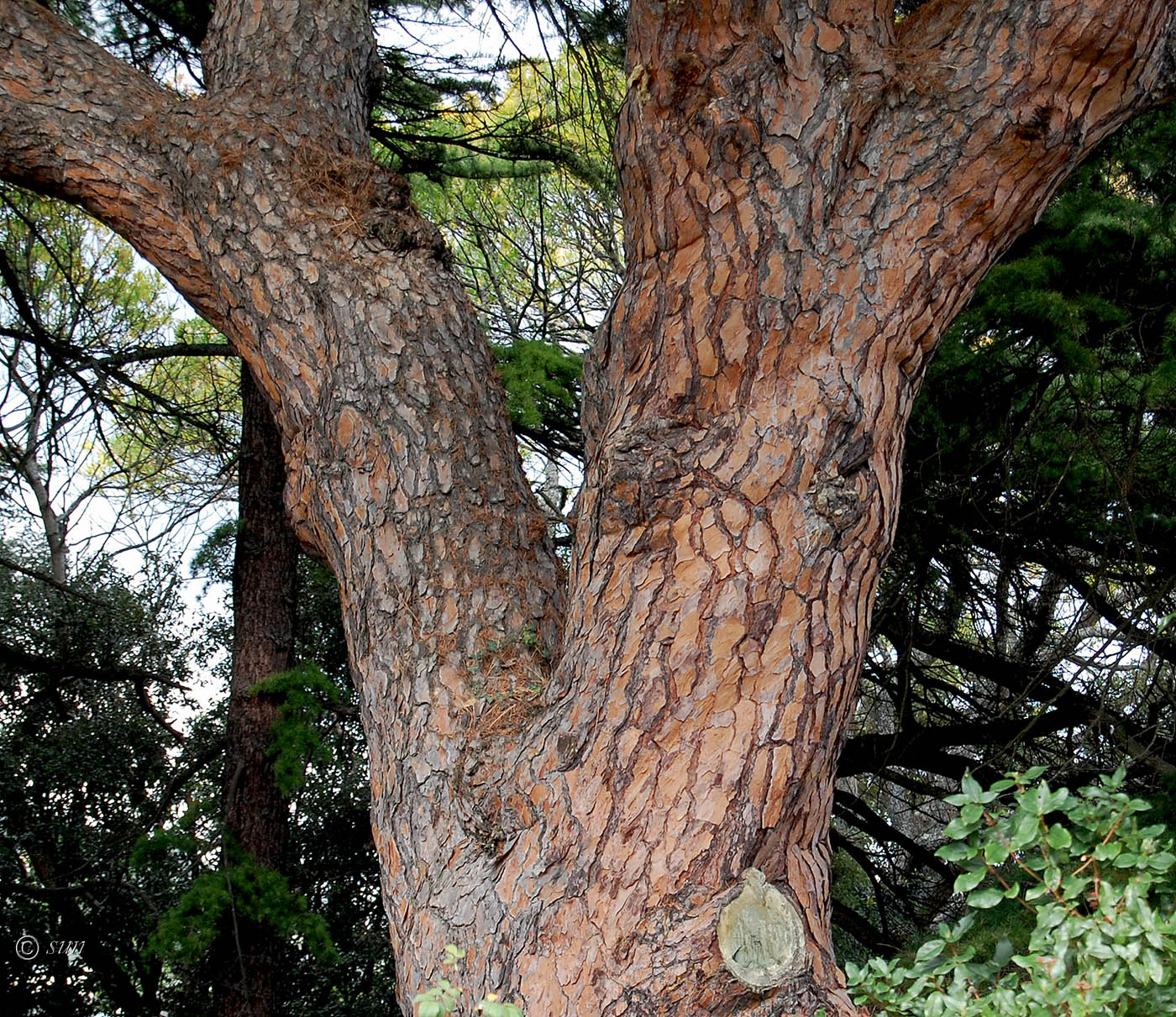 Изображение особи Pinus pinea.