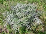 Cynara scolymus. Вегетирующее растение. Крым, набережная пос. Партенит, сорное. 23.09.2018.