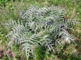 Cynara scolymus