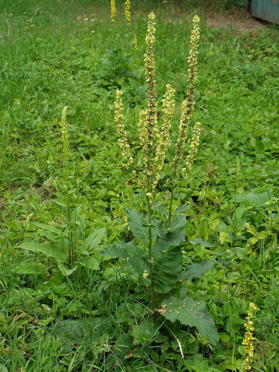 Image of Verbascum nigrum specimen.