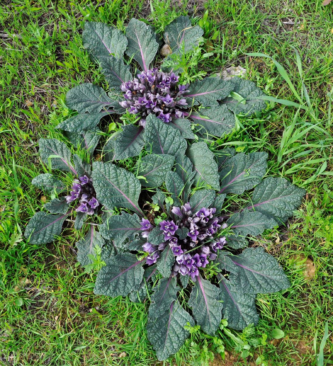 Image of Mandragora autumnalis specimen.