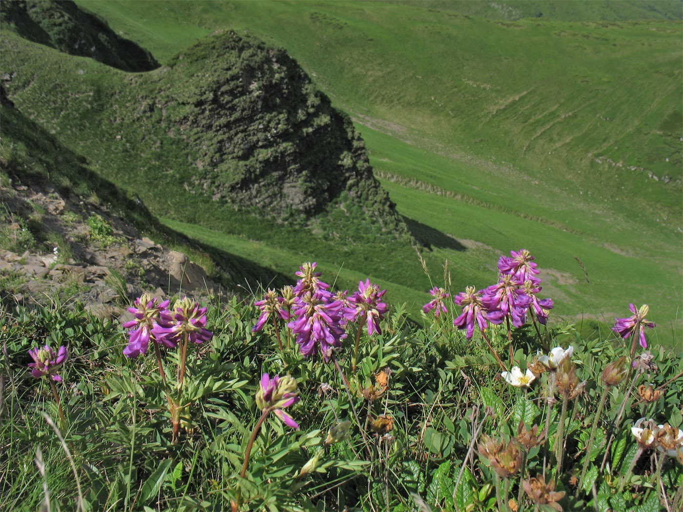 Изображение особи Hedysarum hedysaroides.