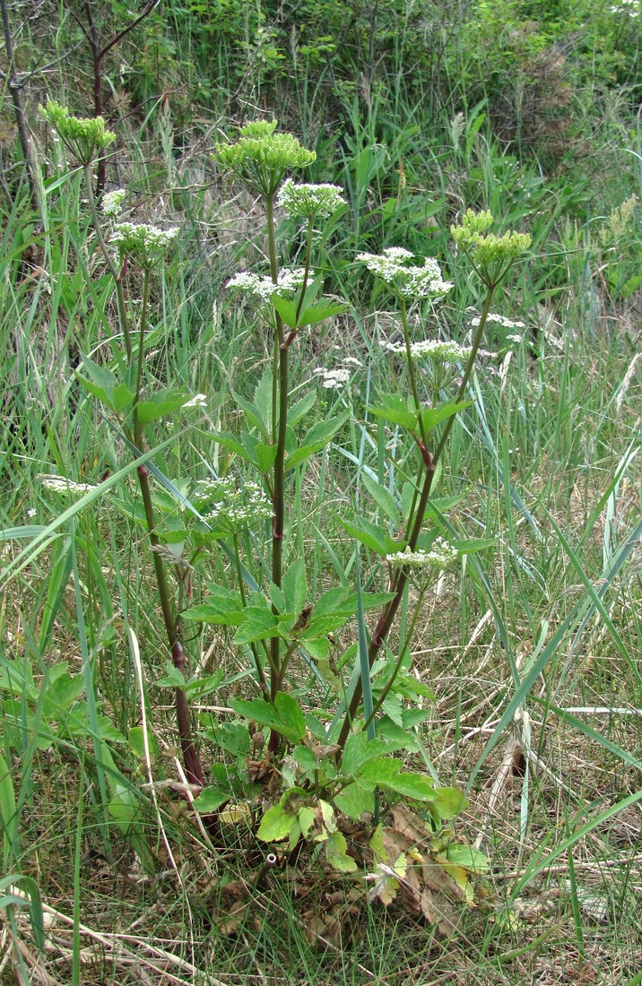 Image of Ligusticum scoticum specimen.