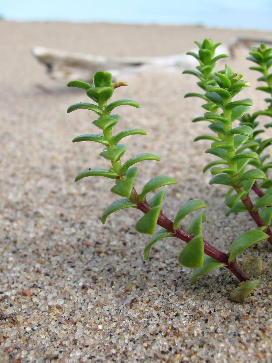 Image of Honckenya peploides ssp. diffusa specimen.