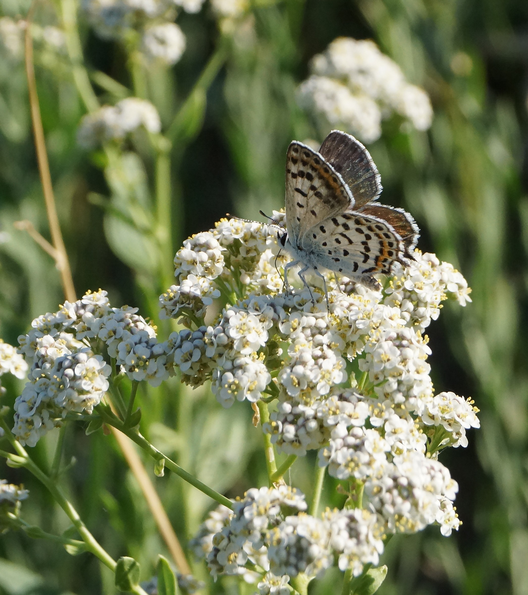 Image of Lepidium latifolium specimen.
