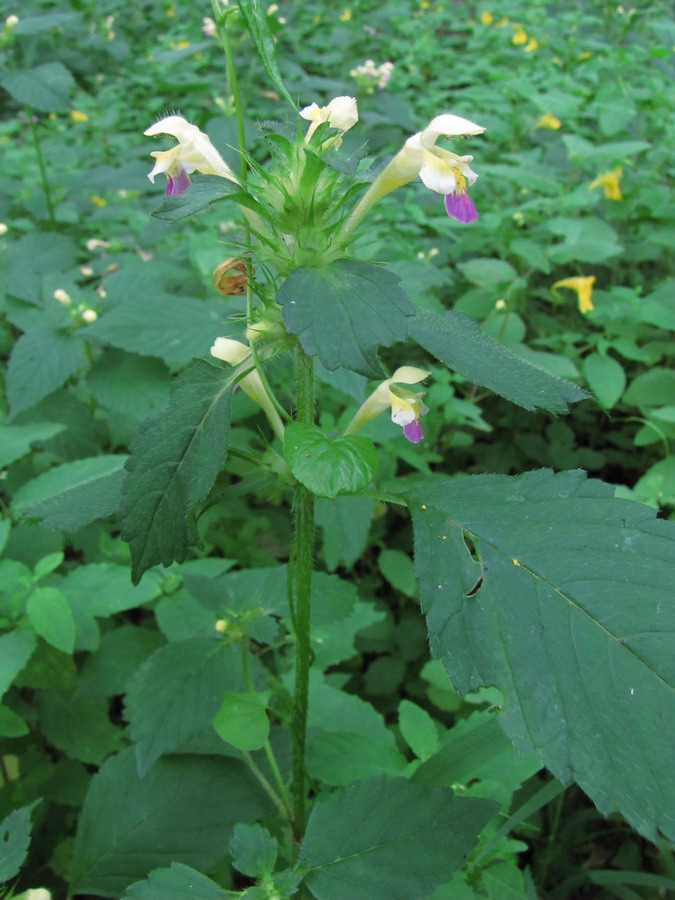 Изображение особи Galeopsis speciosa.