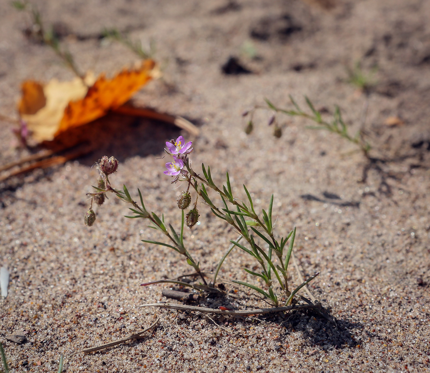 Image of Spergularia rubra specimen.