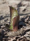 Cardiocrinum cordatum. Растение в начале вегетации. Костромская обл., Судиславский р-н, дер. Антипино, в культуре (происхождение - о-в Сахалин, Томаринский р-н). 25.04.2019.