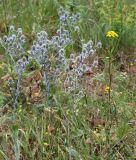 Eryngium planum. Цветущие растения на краю поля. Республика Татарстан, Камско-Устьинский р-н, окр. с. Тенишево. 05.08.2018.