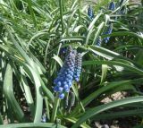 Muscari armeniacum