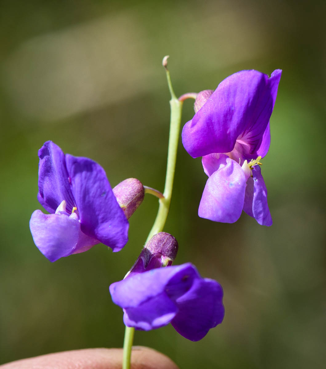 Image of Lathyrus humilis specimen.