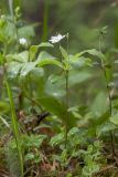 Trientalis europaea