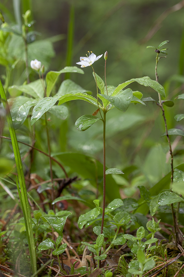 Изображение особи Trientalis europaea.