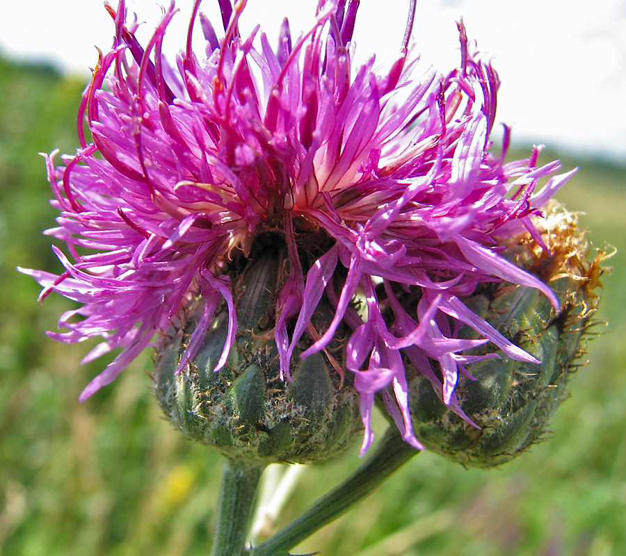 Изображение особи Centaurea apiculata.