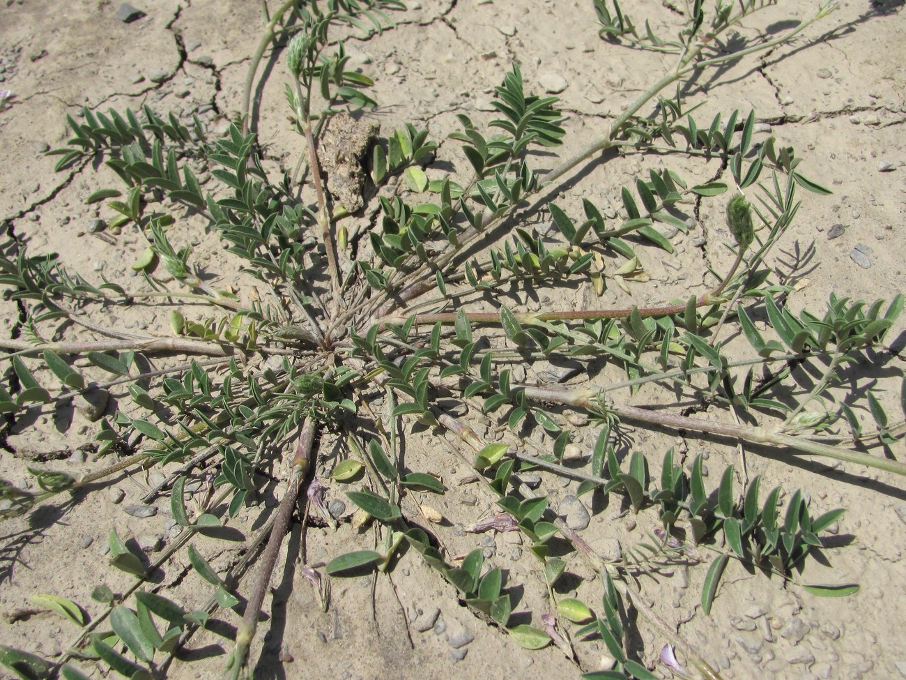 Image of genus Onobrychis specimen.