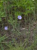 genus Linum