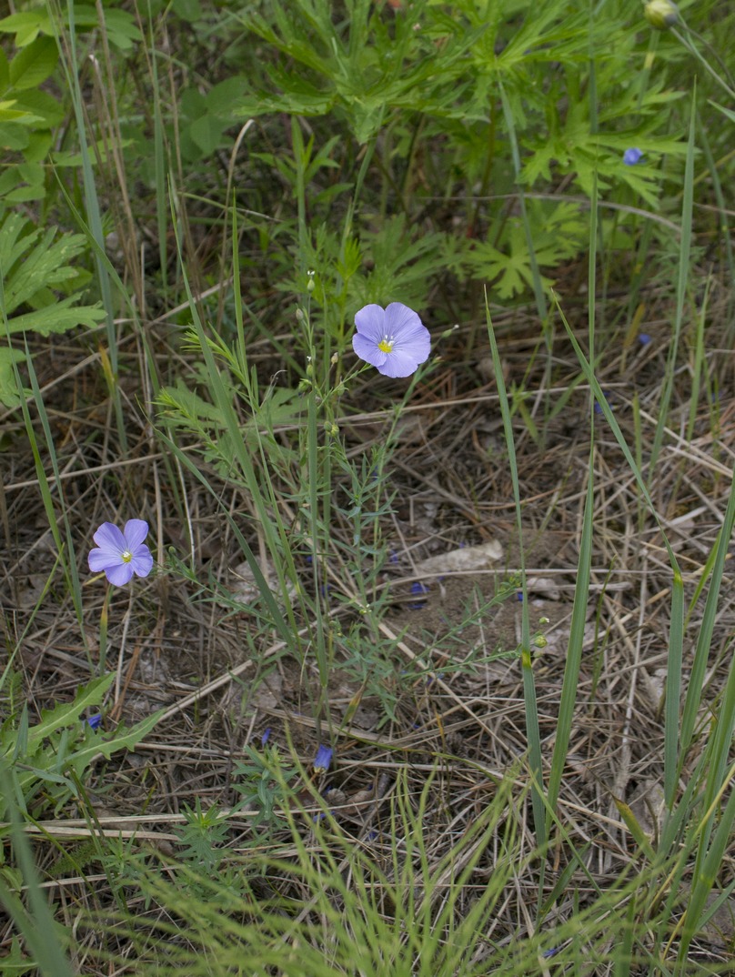 Изображение особи род Linum.