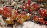 Mesembryanthemum nodiflorum. Цветущие растения. Греция, Эгейское море, о. Парос, пос. Дриос, песчаниковые глыбы на пляже. 01.05.2019.