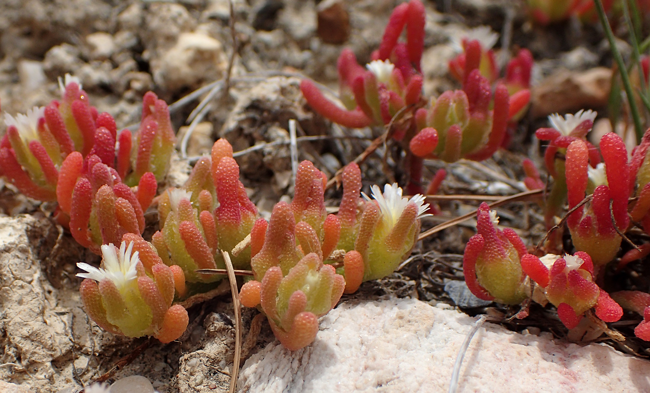 Изображение особи Mesembryanthemum nodiflorum.