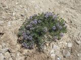 Ziziphora serpyllacea