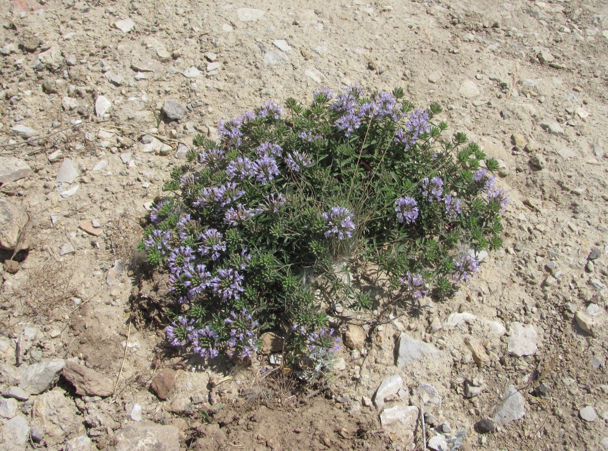 Изображение особи Ziziphora serpyllacea.