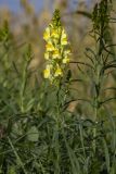 Linaria ruthenica. Верхушка цветущего растения. Башкортостан, окр. г. Стерлитамак, влажный сенокосный луг. 05.08.2019.