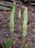 Orostachys spinosa