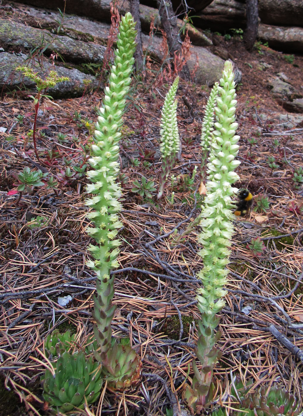 Image of Orostachys spinosa specimen.