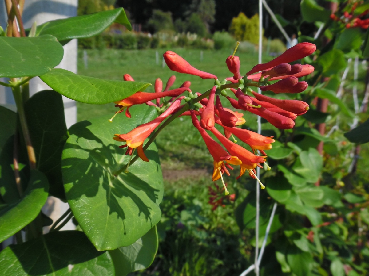 Image of Lonicera × brownii specimen.
