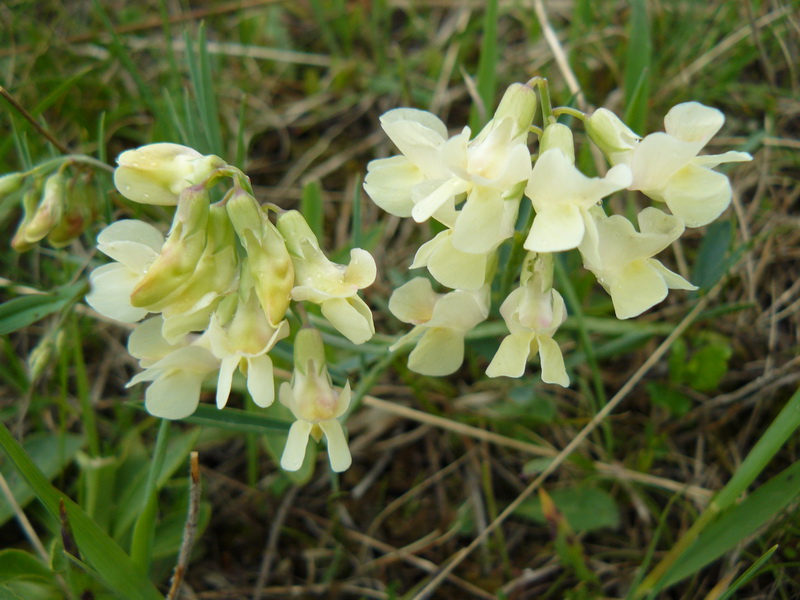 Image of Lathyrus lacaitae specimen.