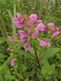 Pedicularis resupinata. Верхушка цветущего растения. Приморский край, Хасанский р-н, окр. с. Витязь, луг. 13 сентября 2019 г.