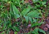 Polygonatum odoratum. Плодоносящее растение. Челябинская обл., Верхнеуфалейский гор. округ, гора Аракуль, ≈ 500 м н.у.м., смешанный лес. 02.08.2019.