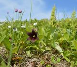 Fritillaria camschatcensis. Цветущее растение. Берингово море, Карагинский зал., о. Верхотурова, тундра. 30.06.2018.