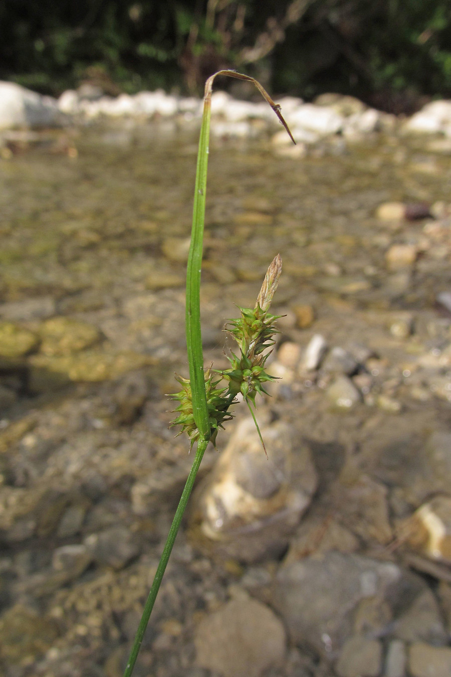 Изображение особи Carex flava.