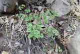 Adiantum sulphureum