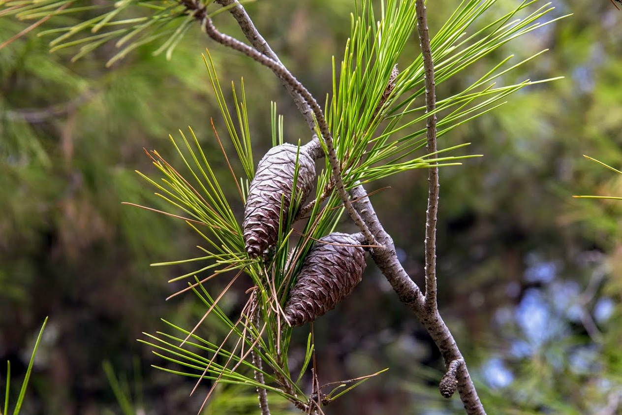 Изображение особи Pinus halepensis.