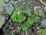 Potentilla micrantha. Цветущее растение. Краснодарский край, Сочи, окр. пгт Красная Поляна, ок. 600 м н.у.м., у дороги. 05.11.2019.