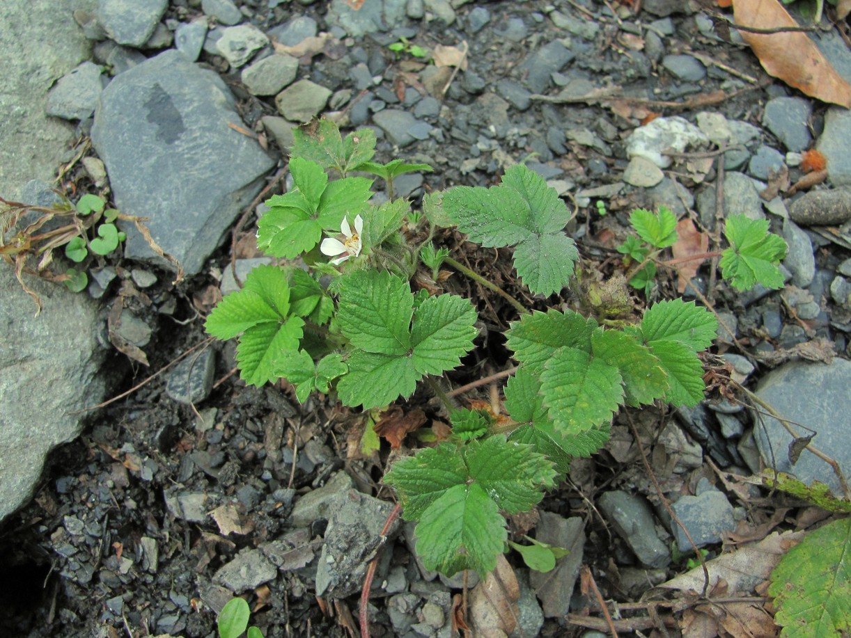 Изображение особи Potentilla micrantha.