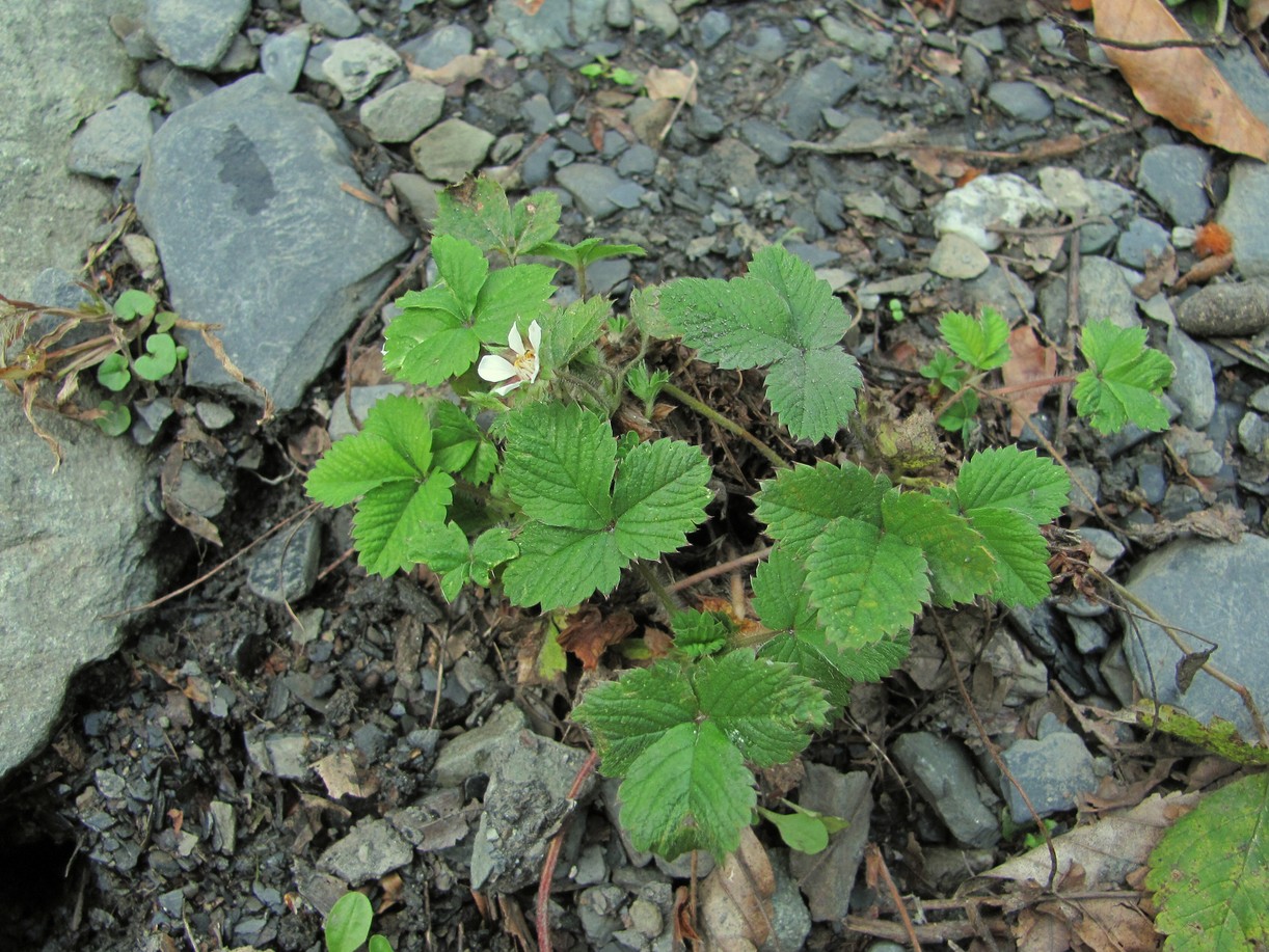 Изображение особи Potentilla micrantha.