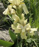 Iris imbricata
