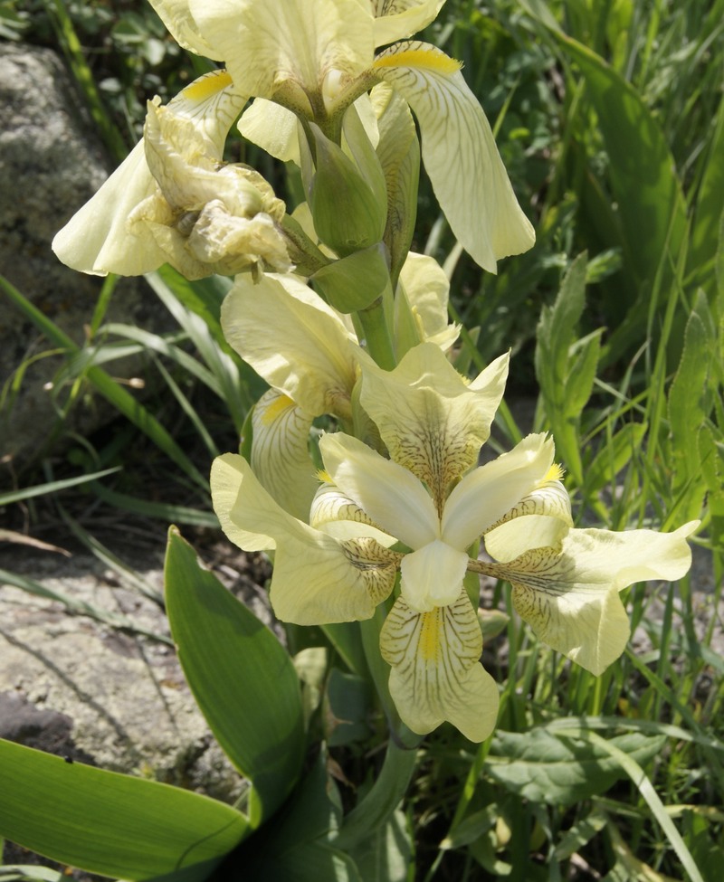 Image of Iris imbricata specimen.