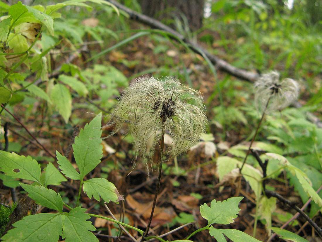 Изображение особи Atragene sibirica.