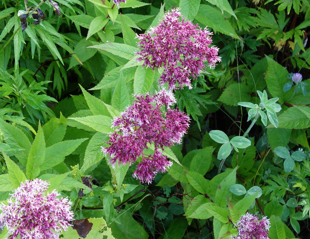 Изображение особи Eupatorium glehnii.