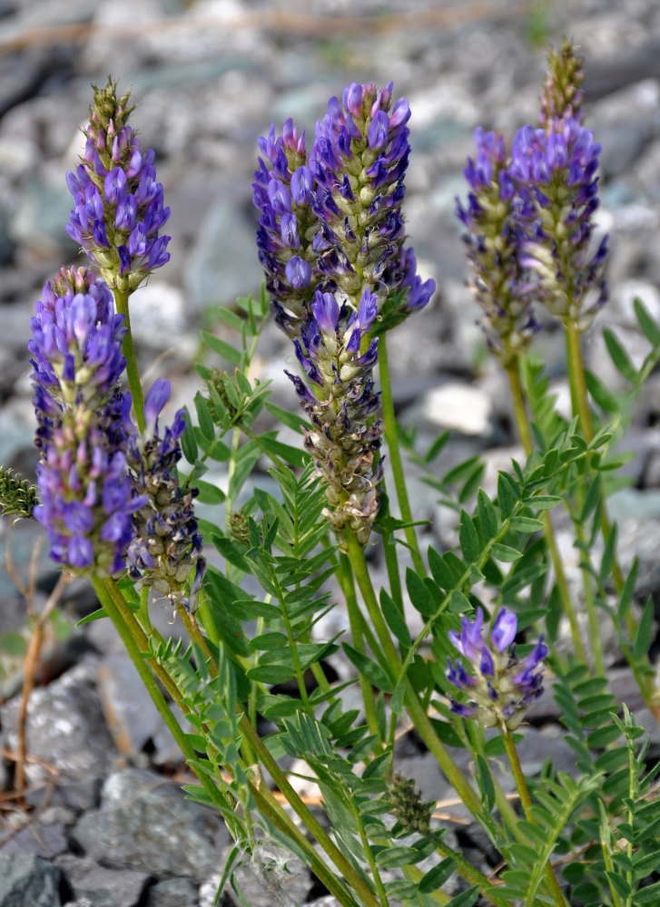 Image of Astragalus adsurgens specimen.