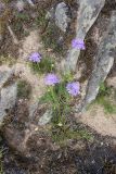 Scabiosa comosa