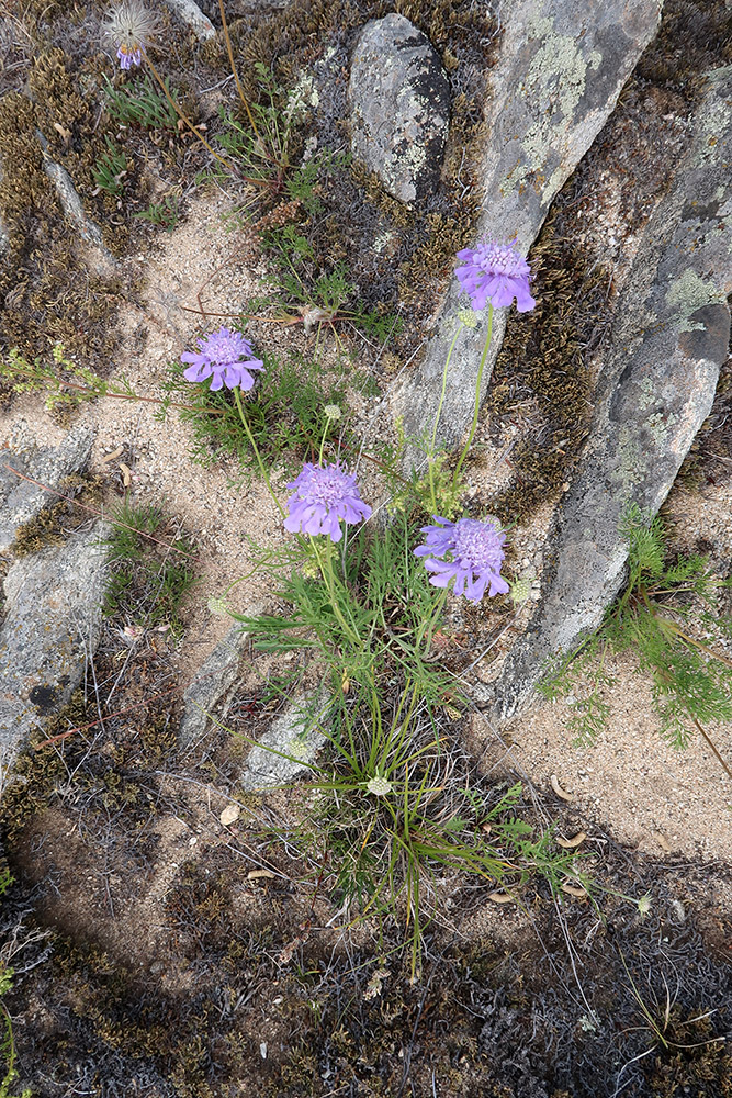 Изображение особи Scabiosa comosa.